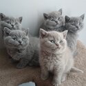healthy British Shorthair Kittens-0