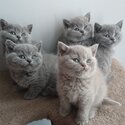 adopt british shorthair kittens - viber +63 968 748 7514-0