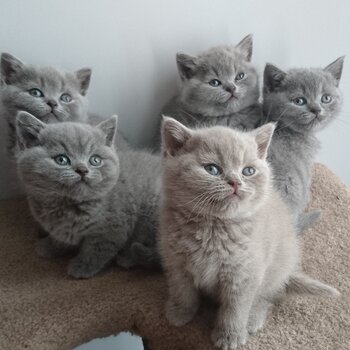 healthy British Shorthair Kittens