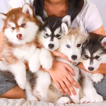 Siberian Huskies Available 