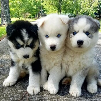 Siberian Huskies