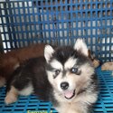 Cute Male husky for rehoming-5