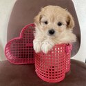POMAPOODLES for SALE!-0
