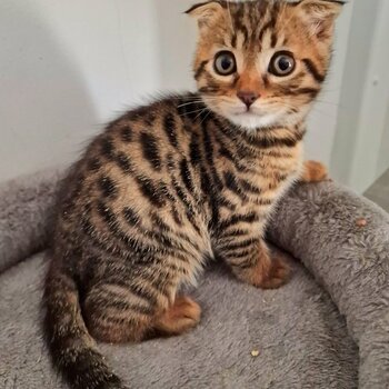 Amazing Bengal Kitten
