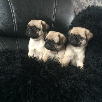 cute pug babies for adoption