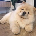 Chow Chow for sale-0