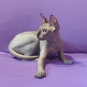 SPHYNX KITTENS FOR SALE PHILIPPINES [CATS] 0945-7024296-0