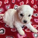 Healthy Bichon Frise Puppies