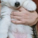 Siberian Husky-5