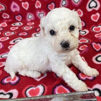 Healthy Bichon Frise Puppies