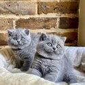 British short Hair kittens-0