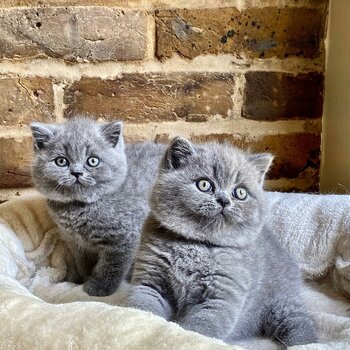 British short Hair kittens
