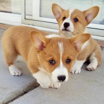 Adorable corgi puppies for adoption 