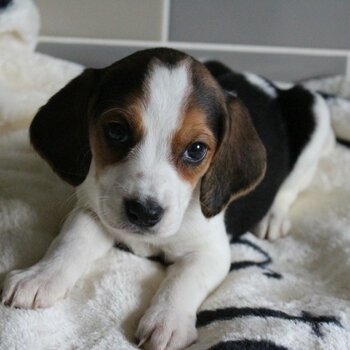 Beautiful Beagle Puppies....whatsapp me or viber at:  +639192705547