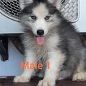 Quality Thailand import line Husky for sale-5