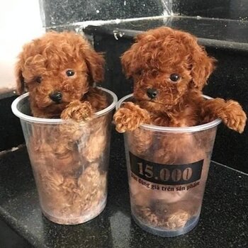 Toy poodle Puppies