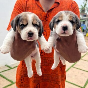 Beagle Puppies