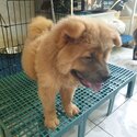 Chow chow - 5 months old - Fully vaccinated by a licensed VET with Anti-rabies ( CP: 09277774626 ) -2