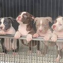 American Bully Puppies