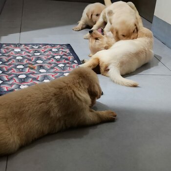 Pure Breed Golden Retriever Puppy/Puppies
