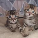 BENGAL KITTENS FOR SALE PHILIPPINES [CATS] 0945-7024296-0