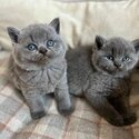 precious fur babies to lighten your home