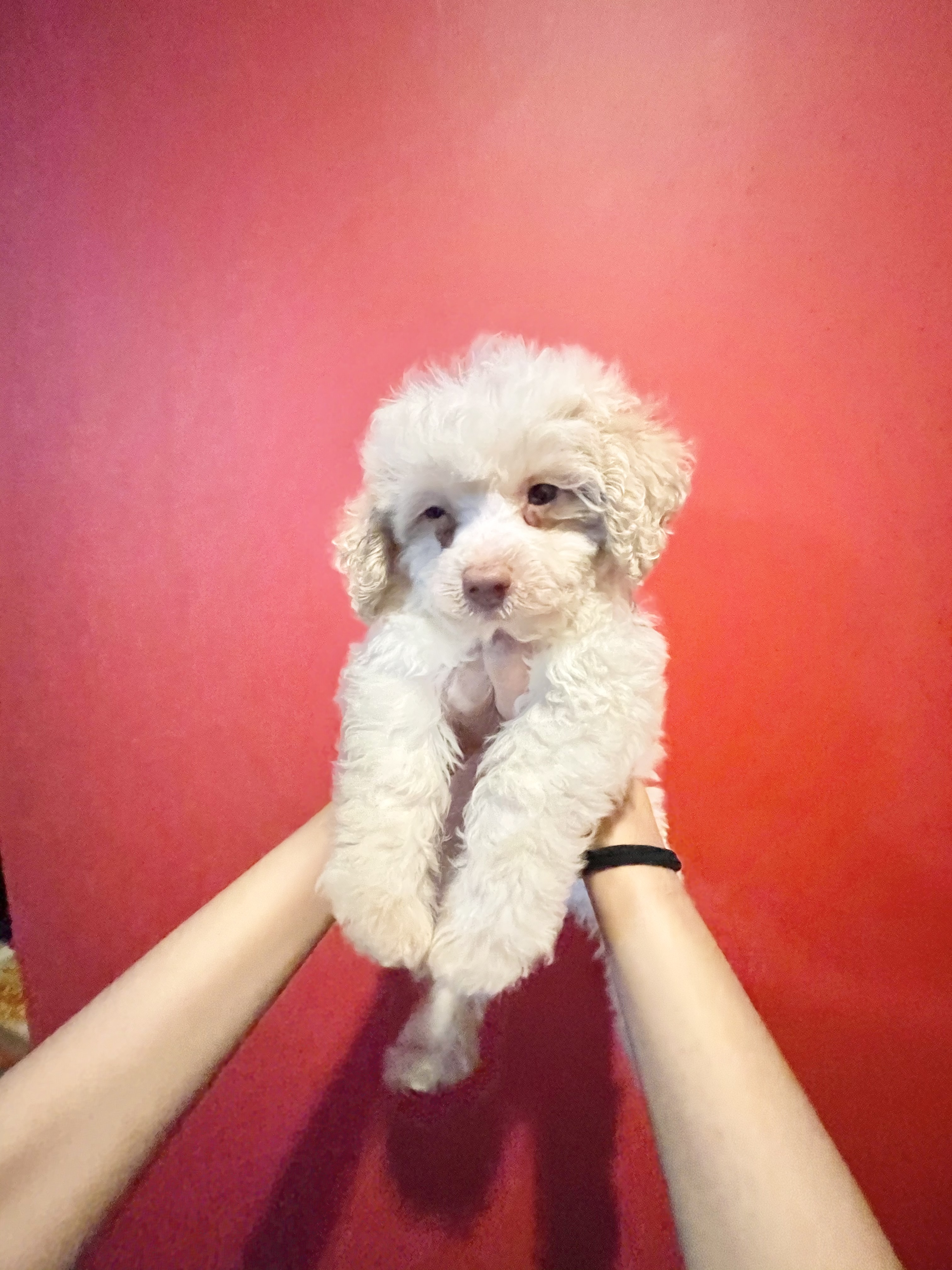 Toy Poodle