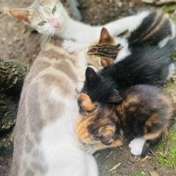 Siberian Kittens available for adoption