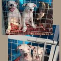 American Bully Standard-2