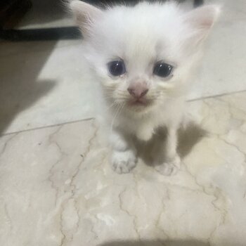 Persian Kitten