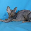 SPHYNX KITTENS FOR SALE PHILIPPINES [CATS] 0945-7024296-3