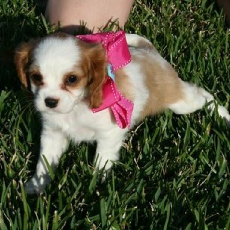 Cavalier King Charles Spaniel Puppies