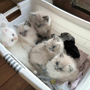 Cute Ragdoll Kittens