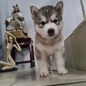 Siberian Husky (Pure breed)-5