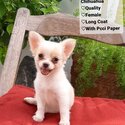 Chihuahua-1