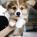 Pembroke Welsh Corgi-2