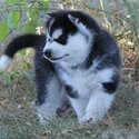 Gorgeous Siberian Husky Puppies ..whatsapp me or viber at:  +639192705547