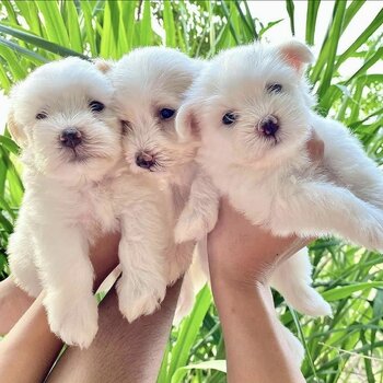 Maltese Puppies 