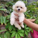 Toy Poodle-3