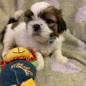shih tzu prince and princesses for rehoming-0