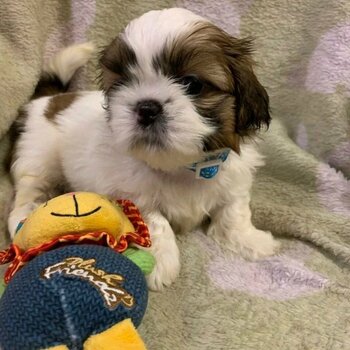 shih tzu prince and princesses for rehoming