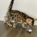Amazing Bengal Kitten