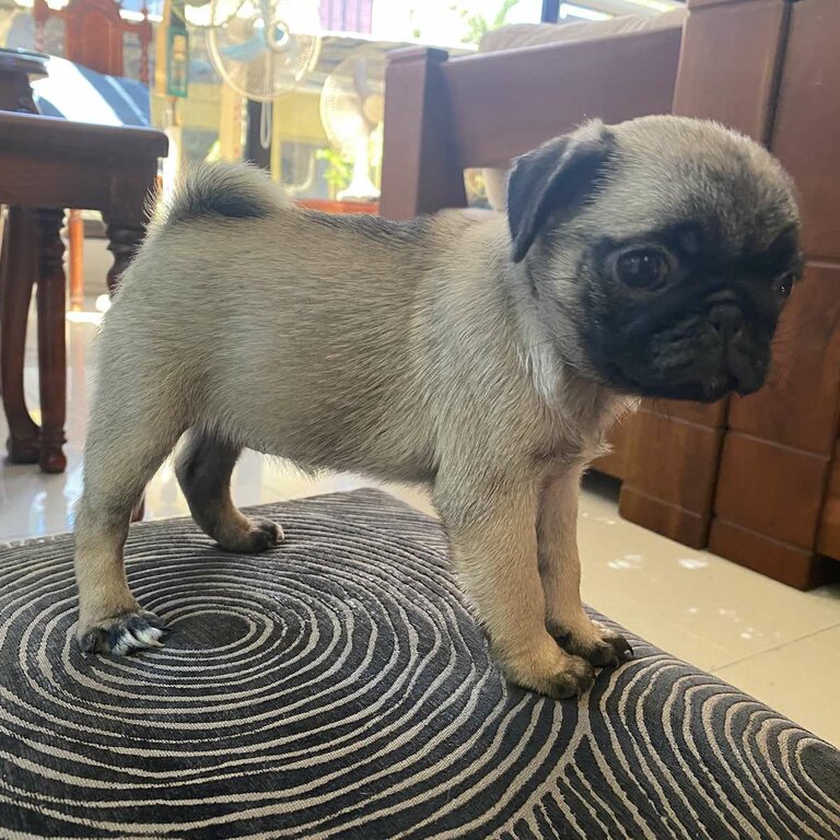 adorable pug puppies for adoption