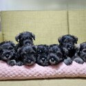 Quality Miniature Schnauzer Puppies-0
