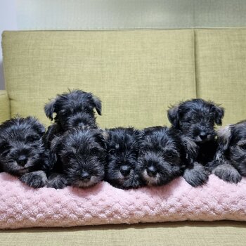 Quality Miniature Schnauzer Puppies