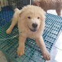 Chow chow - 5 months old - Fully vaccinated by a licensed VET with Anti-rabies ( CP: 09277774626 ) -0
