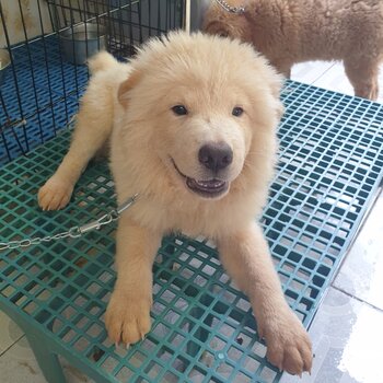 Chow chow - 5 months old - Fully vaccinated by a licensed VET with Anti-rabies ( CP: 09277774626 ) 