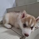 Siberian Husky (Pure breed)-4