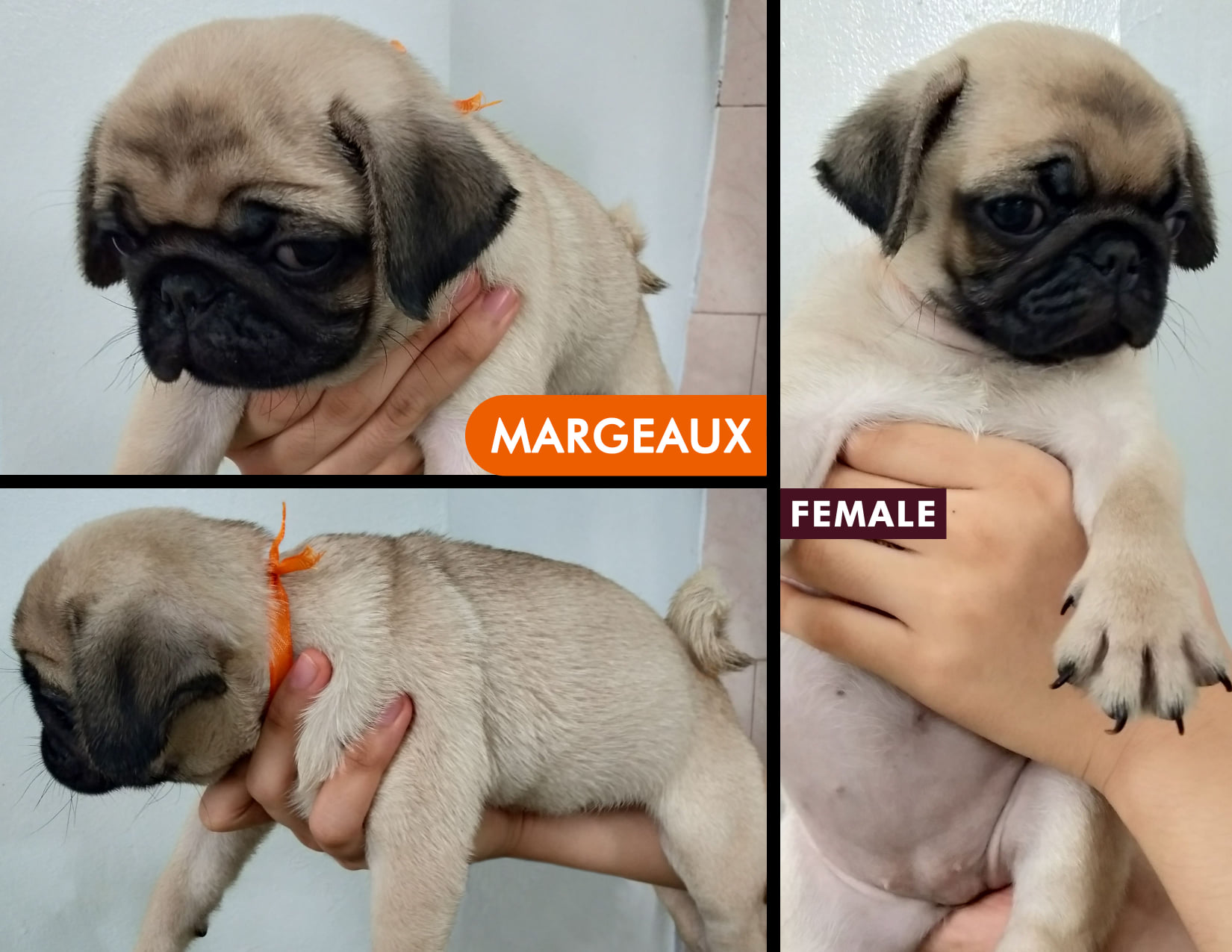 Cute Pugs Puppies For Sale Metro Manila / Luzon Area  Philippines [DOGS]