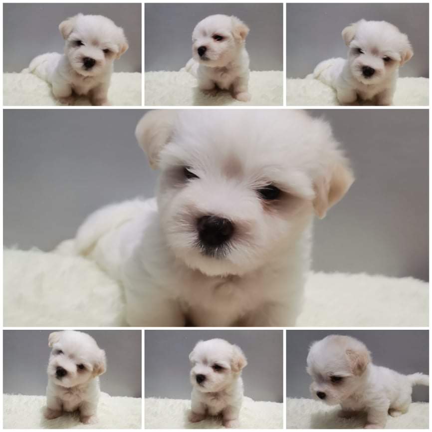 High Quality Pure Maltese Teacup Size